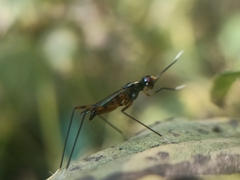 Rainieria