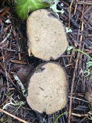 Rhizopogon parksii