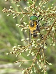 Scaptia auriflua