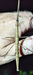 Candovia granulosa