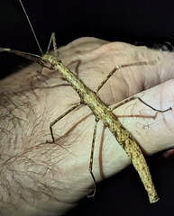Candovia granulosa