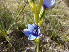 Thelymitra azurea