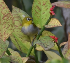Zosterops palpebrosus