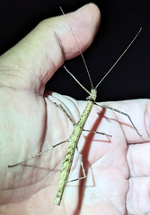 Candovia granulosa