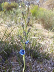Thelymitra azurea
