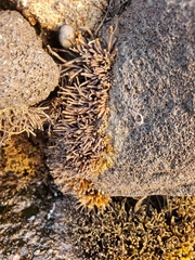 Ahnfeltiopsis concinna