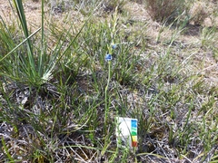 Thelymitra azurea