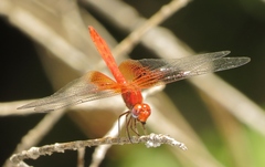 Dythemis maya