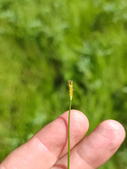 Carex chordorrhiza