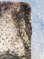 Bathygobius cocosensis