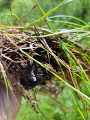 Carex chordorrhiza