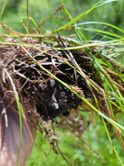 Carex chordorrhiza