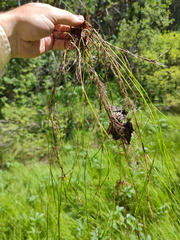 Carex chordorrhiza
