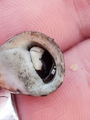 Calcinus laevimanus
