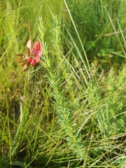 Indigofera rostrata