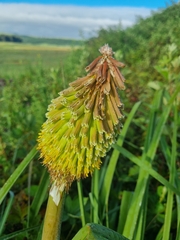 Kniphofia albomontana