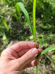 Leersia oryzoides