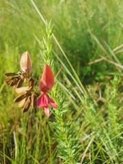 Indigofera rostrata