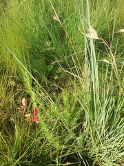 Indigofera rostrata
