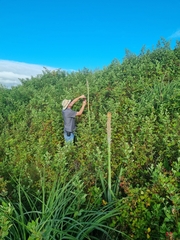 Kniphofia albomontana