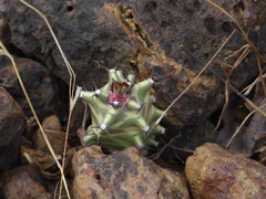Euphorbia neriifolia