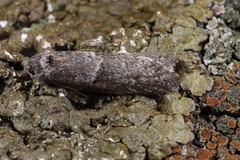 Tortricodes alternella