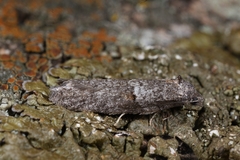 Tortricodes alternella