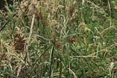 Cyperus lucidus