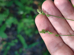 Carex brunnescens