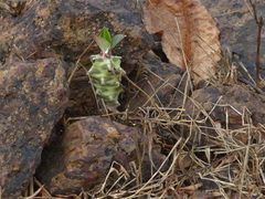 Euphorbia neriifolia