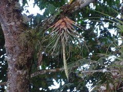 Tillandsia lampropoda