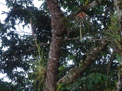 Tillandsia lampropoda