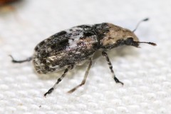 Euparius paganus