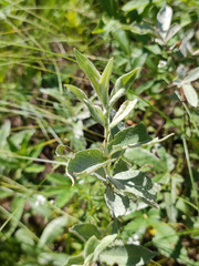 Salix lapponum