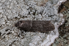 Tortricodes alternella