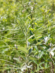 Salix lapponum
