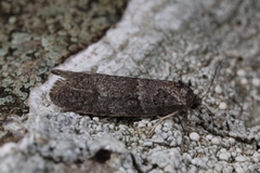 Tortricodes alternella