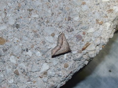 Ledaea perditalis