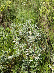 Salix lapponum