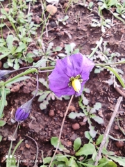 Solanum umbelliferum