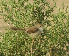 Prinia lepida