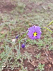 Solanum umbelliferum