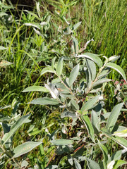 Salix lapponum
