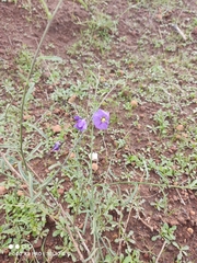 Solanum umbelliferum
