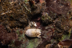 Exosphaeroma