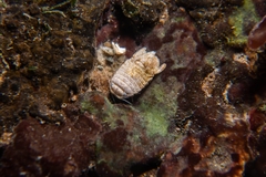Exosphaeroma