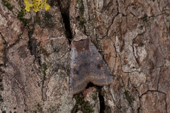 Cerastis faceta