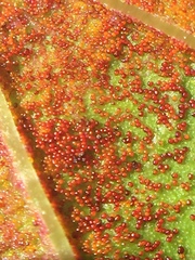 Synchytrium australe