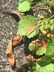 Synchytrium australe