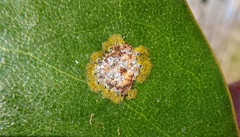Cephaleuros virescens